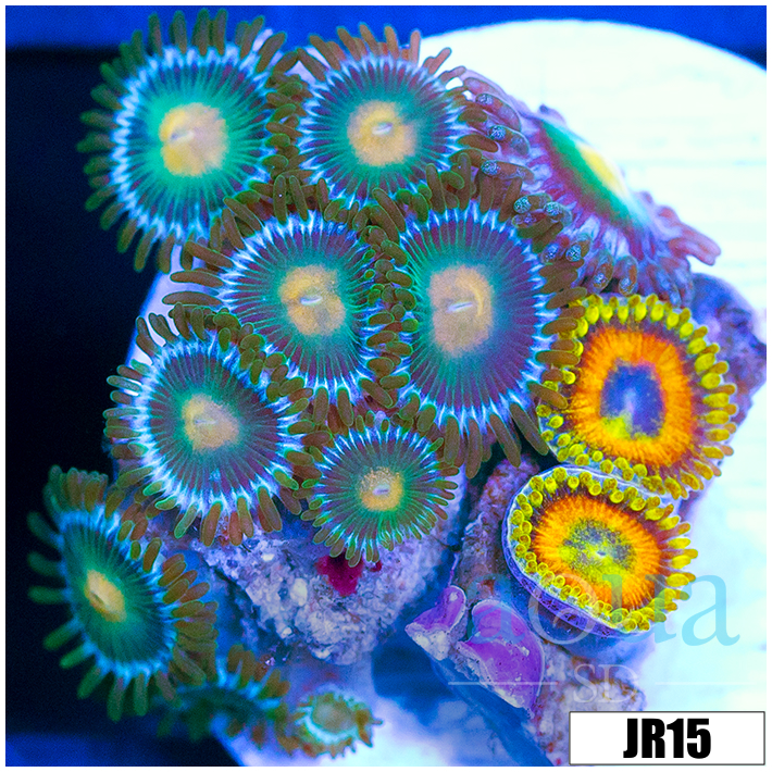 ASD Combo Zoanthids