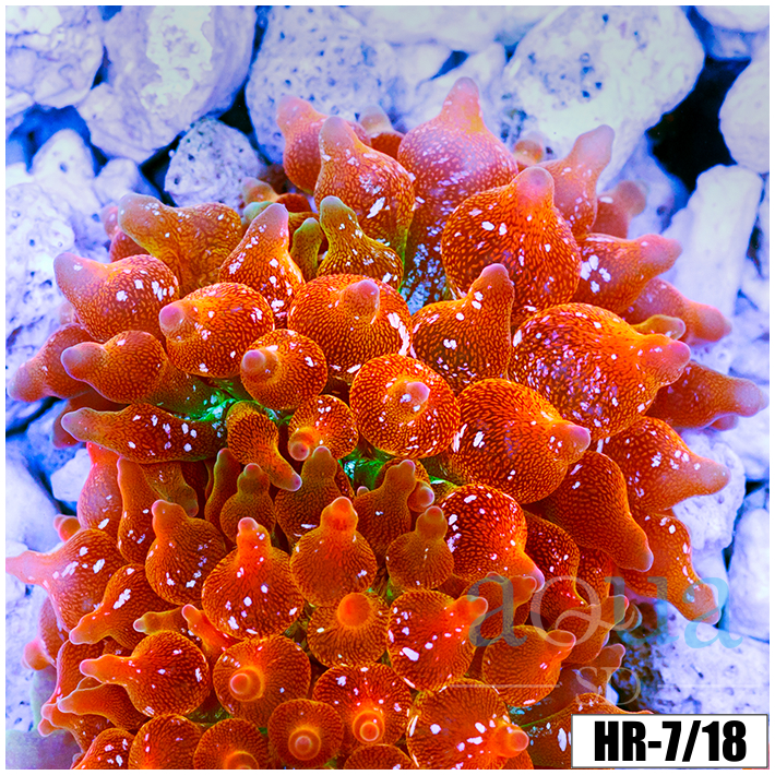 ASD Rainbow Bubble Tip Anemone