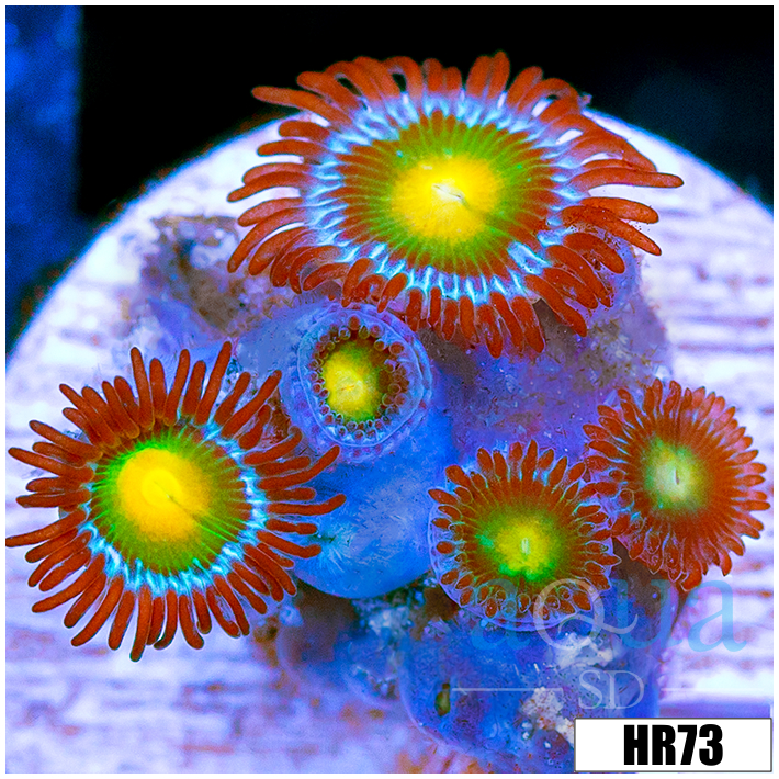 Gator Eyes Zoas