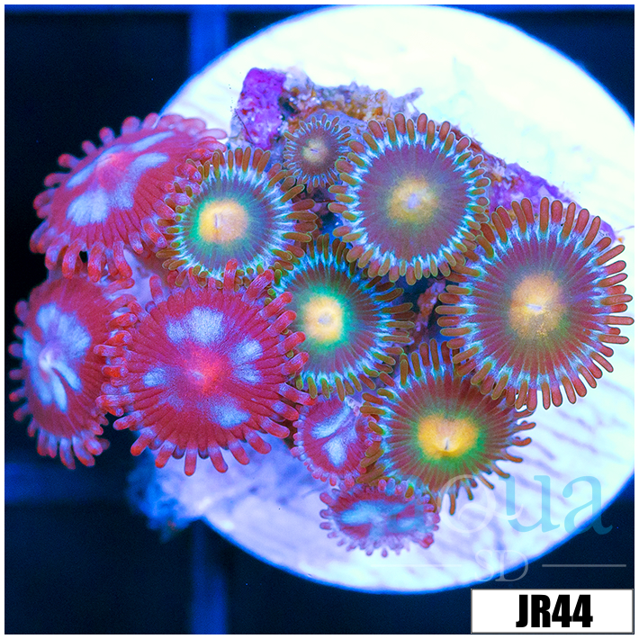 ASD Combo Zoanthids