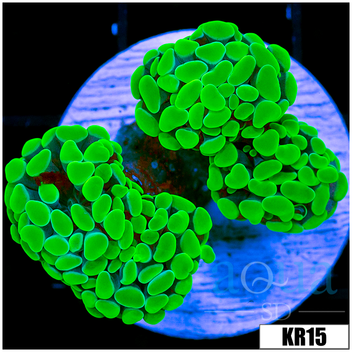 Homegrown Neon Hammer