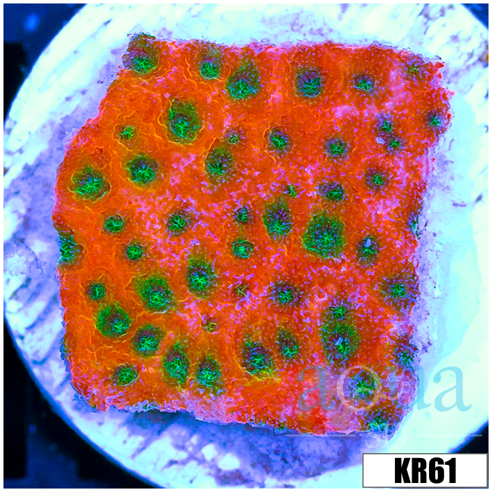 ASD Spicy Pumpkin Monti