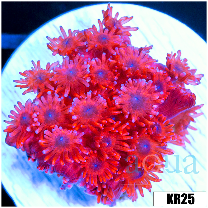 ASD Red Goniopora