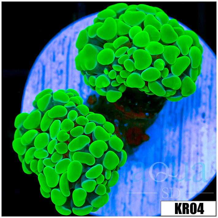 Homegrown Neon Hammer