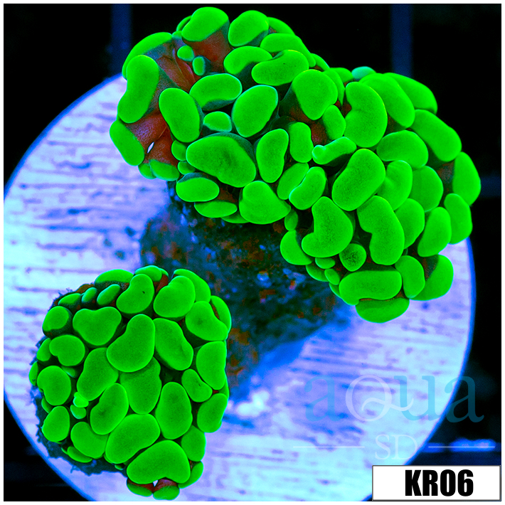 Homegrown Neon Hammer