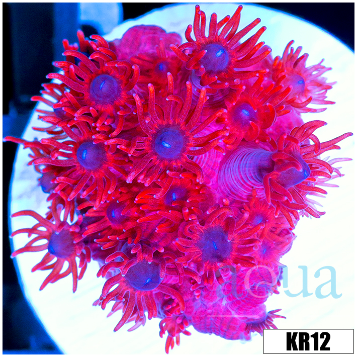 ASD Red Goniopora