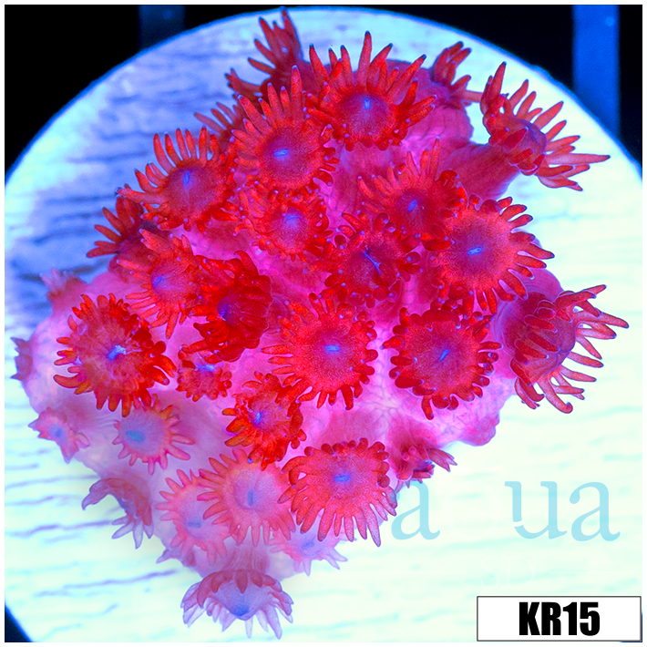 ASD Red Goniopora