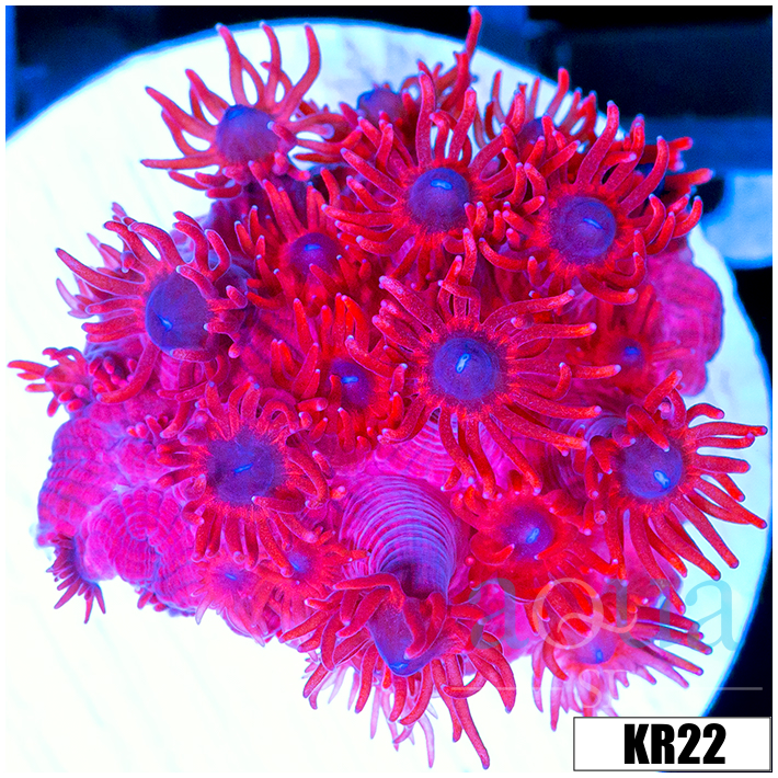 ASD Red Goniopora