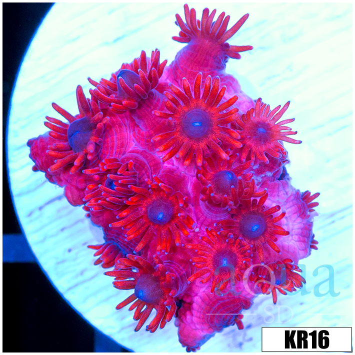 ASD Red Goniopora