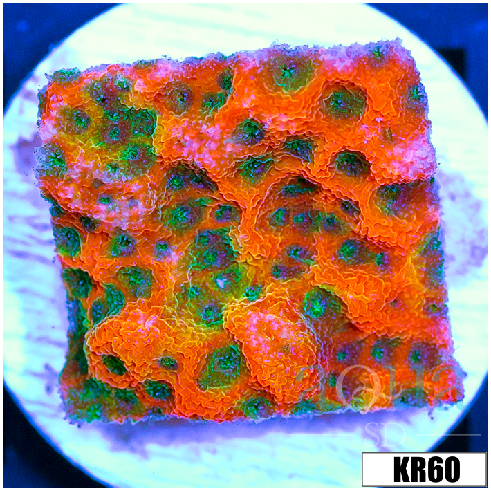 ASD Spicy Pumpkin Monti