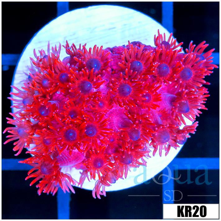 ASD Red Goniopora