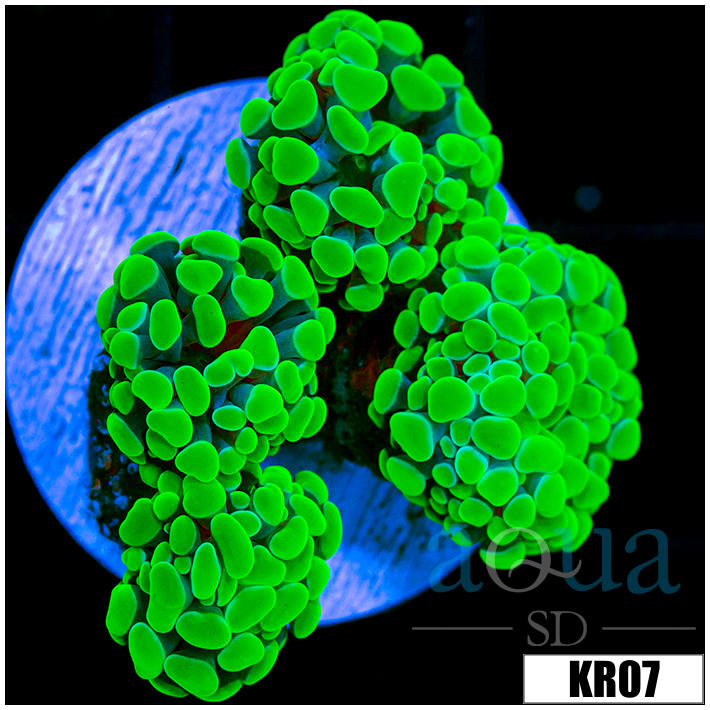 Homegrown Neon Hammer