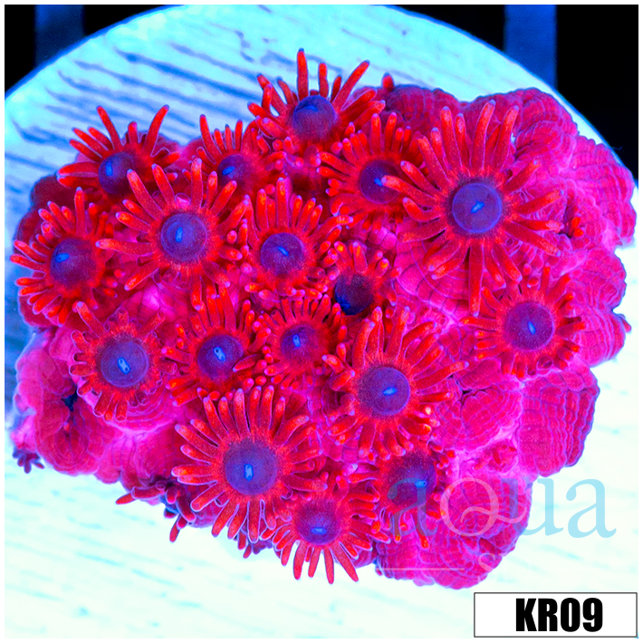 ASD Red Goniopora