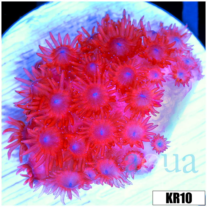 ASD Red Goniopora