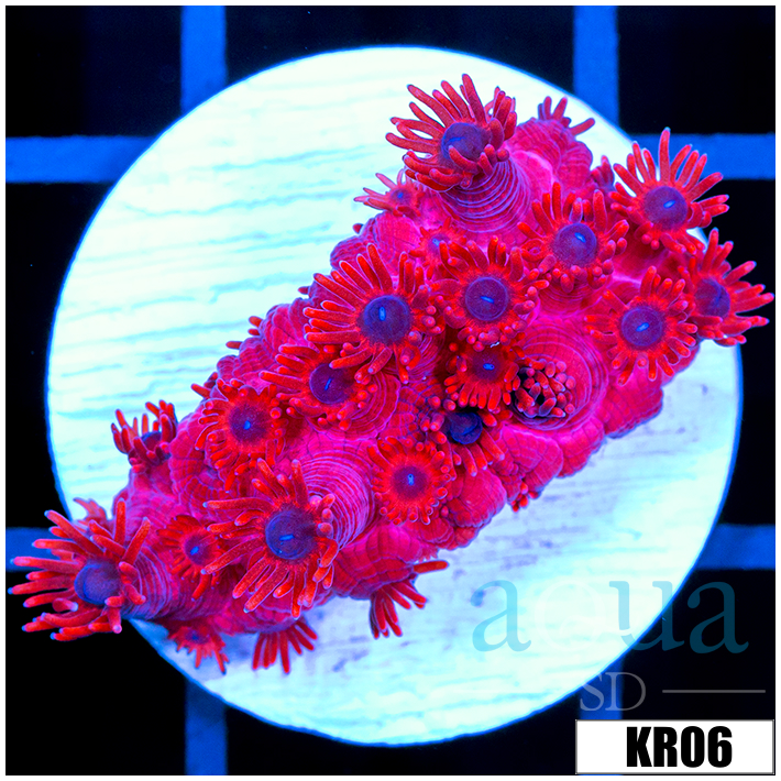 ASD Red Goniopora
