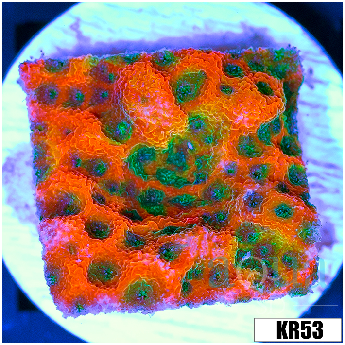 ASD Spicy Pumpkin Monti