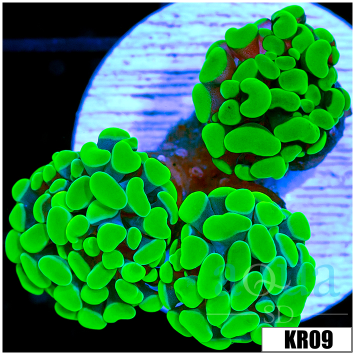 Homegrown Neon Hammer