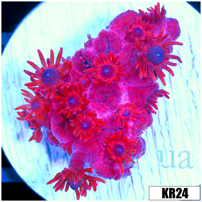 ASD Red Goniopora