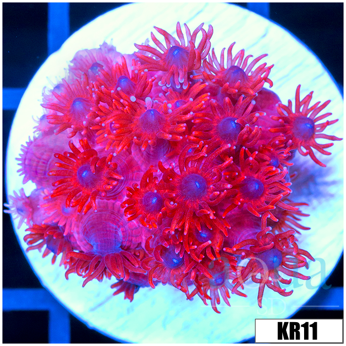 ASD Red Goniopora