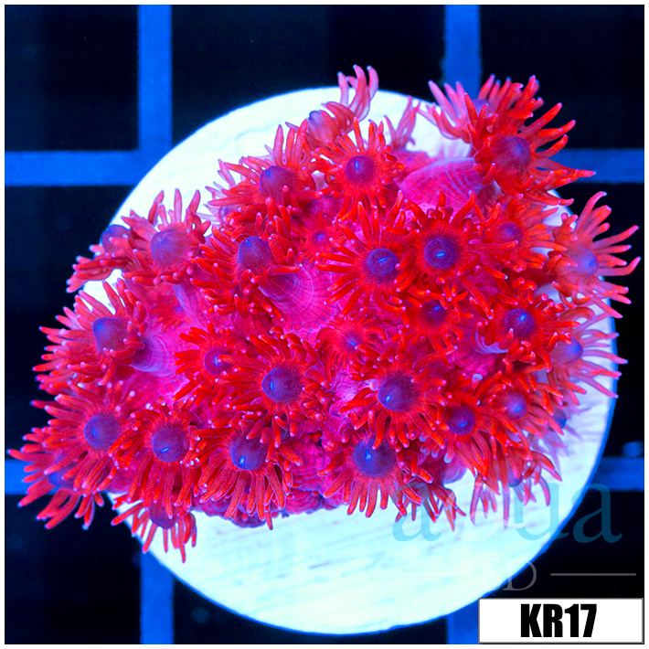 ASD Red Goniopora