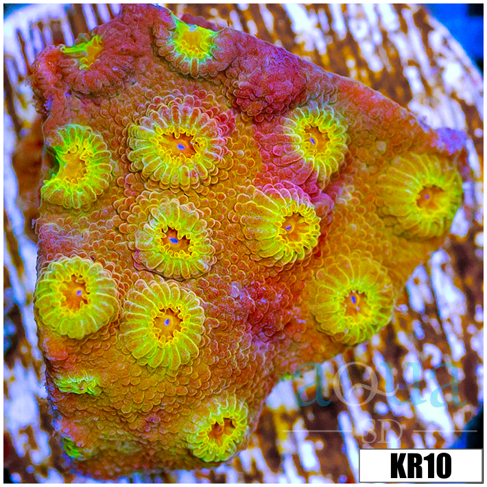 Golden Cyphastrea