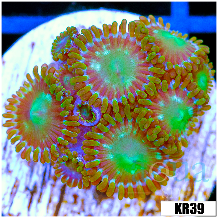 Dragon Eyes Zoanthids