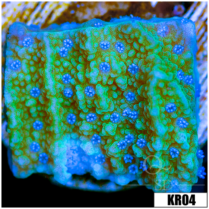 Blueberry Fields Montipora
