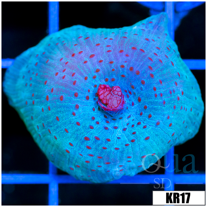 Spotted Discosoma Mushroom