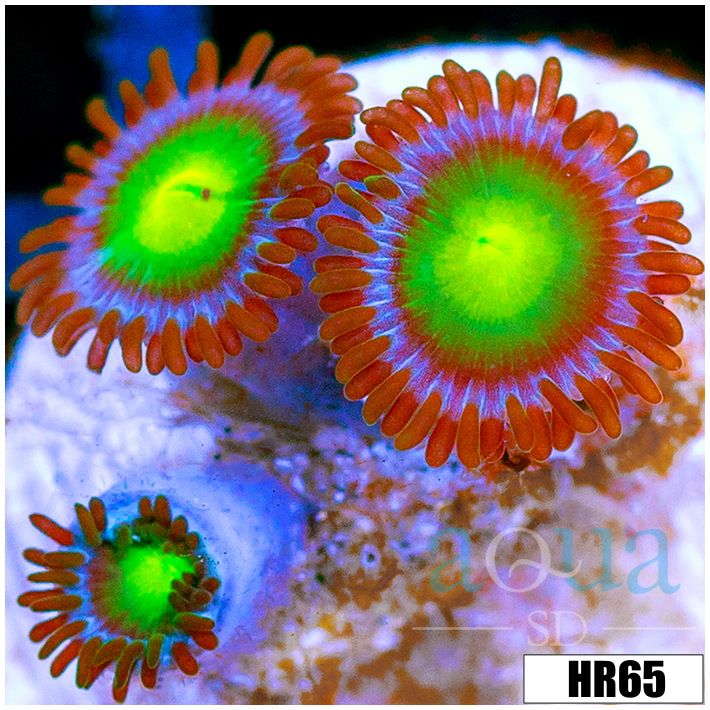 Dragon Eyes Zoanthids