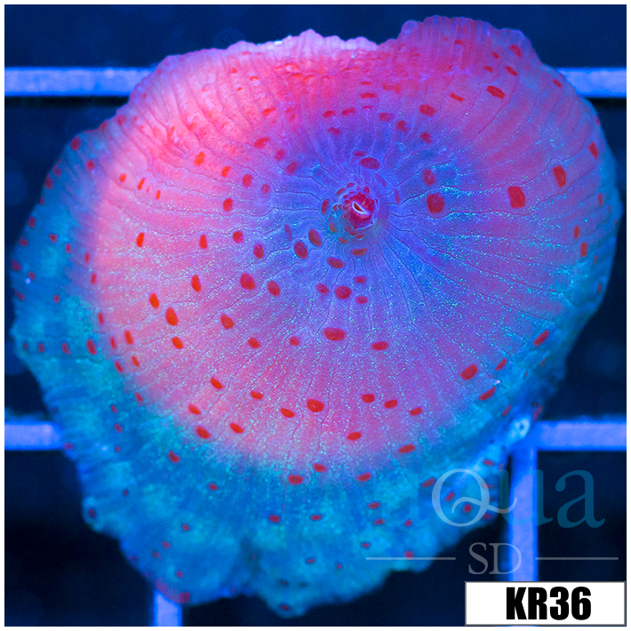 Spotted Discosoma Mushroom