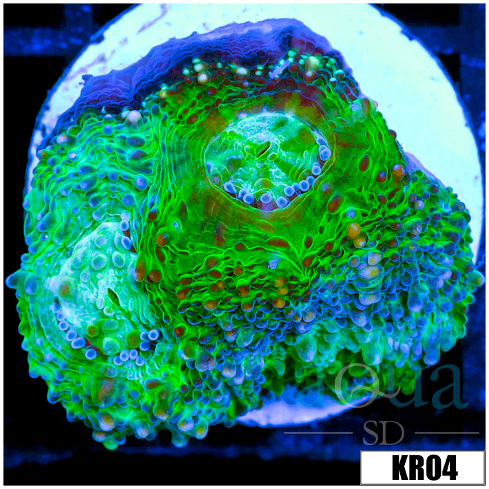 ASD Peacock Acan Enchinata