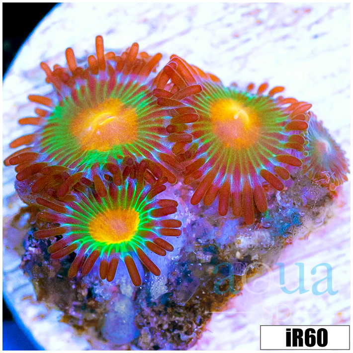 ASD Gator Eyes Zoas