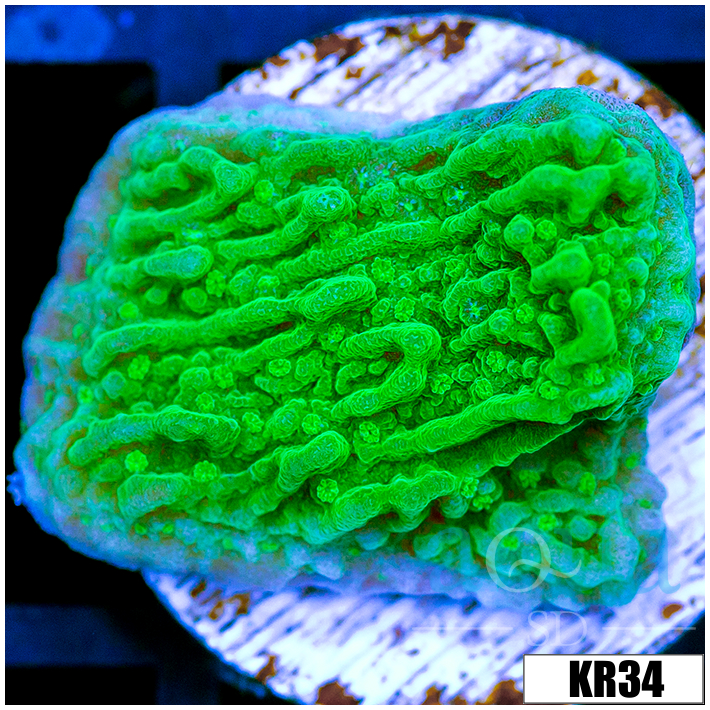 Nuclear Montipora