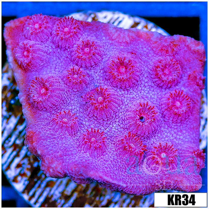 Grape Cyphastrea