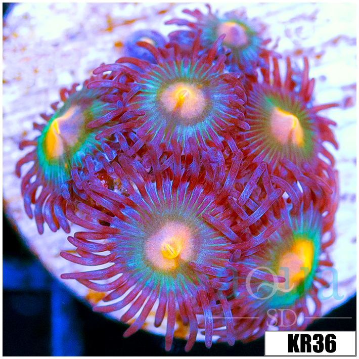 Gator Eyes Zoanthids