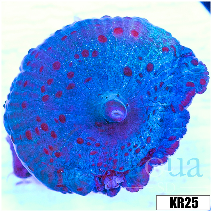 Spotted Discosoma Mushroom