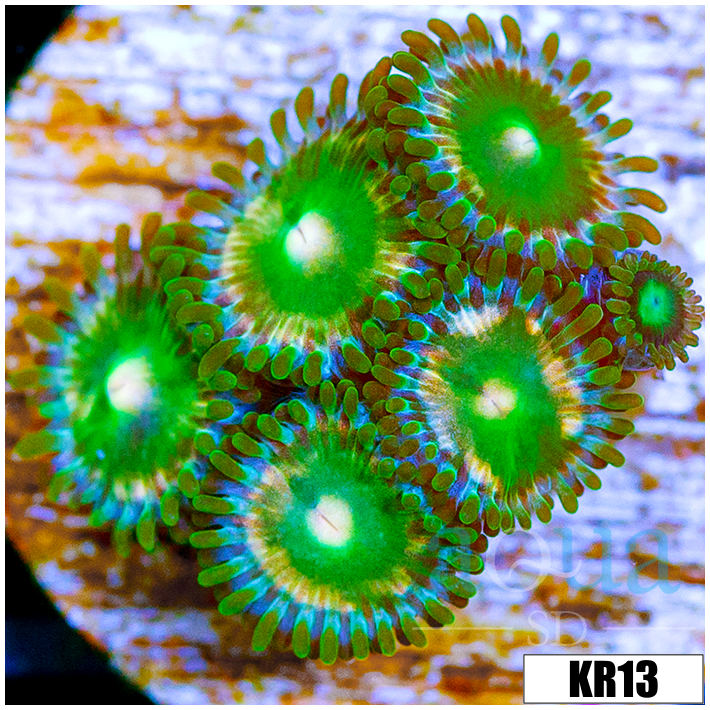 Dragon Eyes Zoanthids