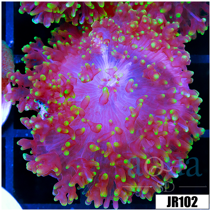 Nuclear Fuzzy Mushroom
