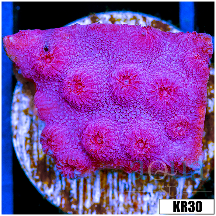 Grape Cyphastrea