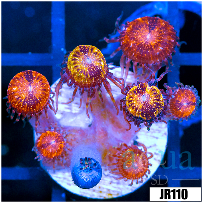 ASD Pandora Zoanthids