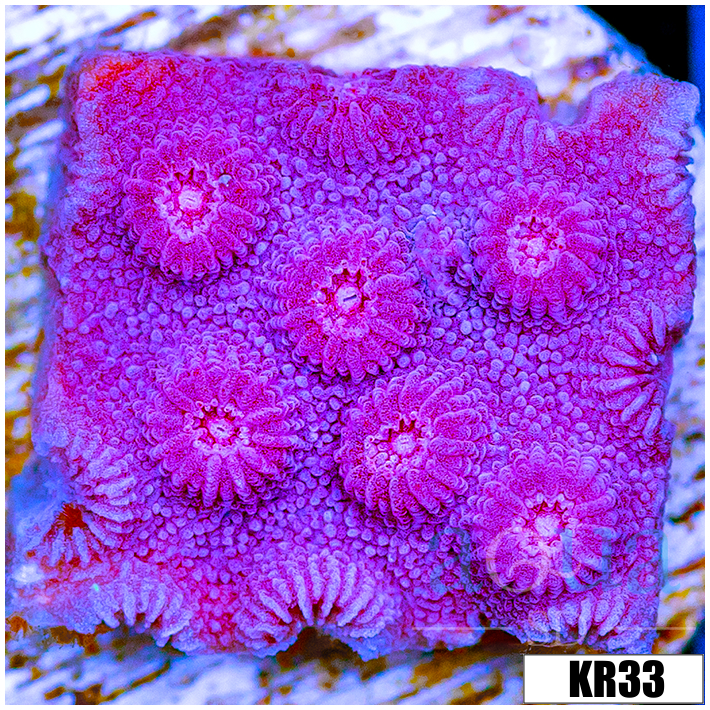 Grape Cyphastrea