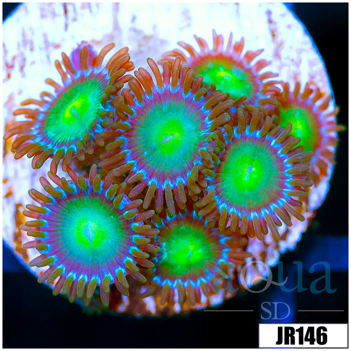Dragon Eyes Zoanthids