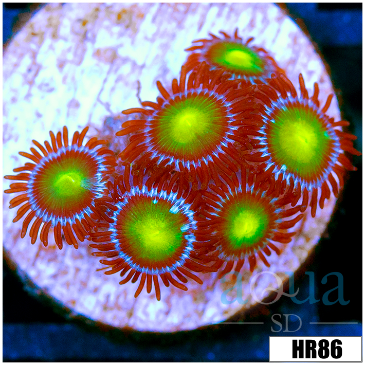 Dragon Eyes Zoanthids