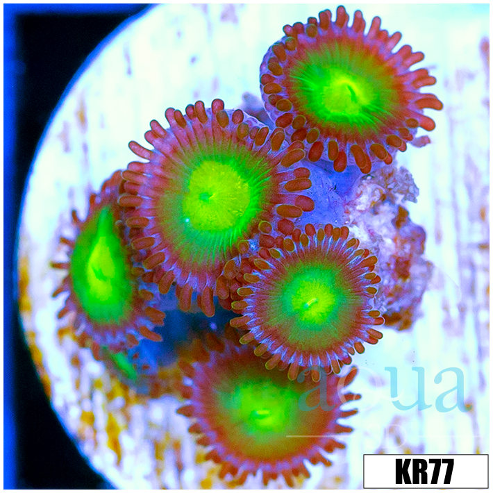 Dragon Eyes Zoanthids
