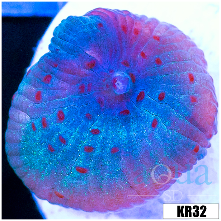 Spotted Discosoma Mushroom