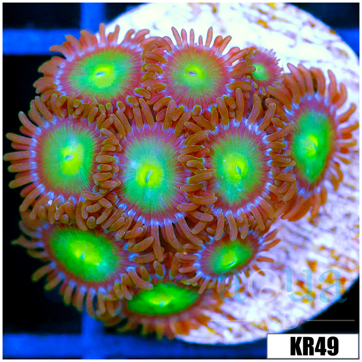 Dragon Eyes Zoanthids