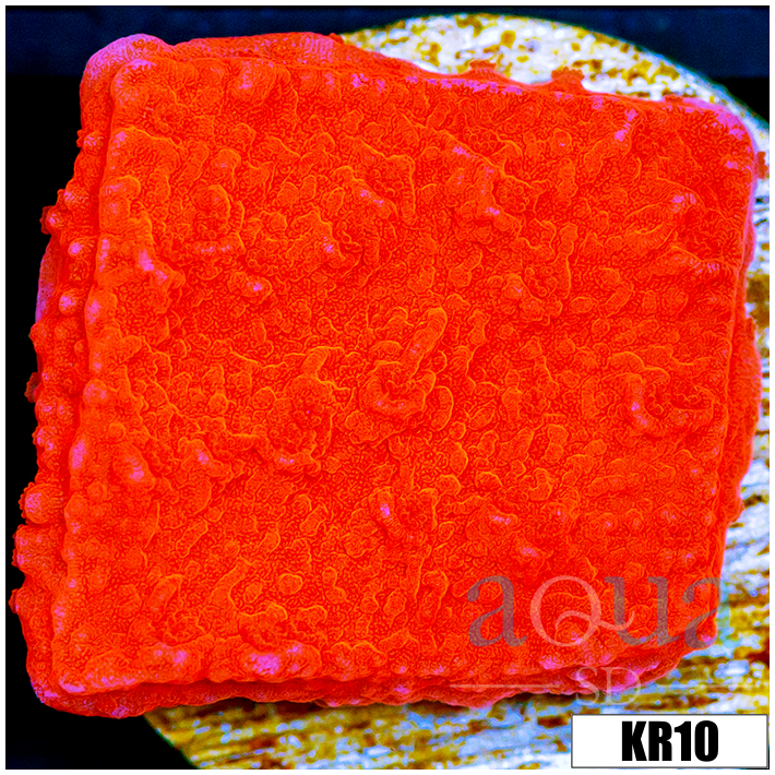 Orange Plating Montipora