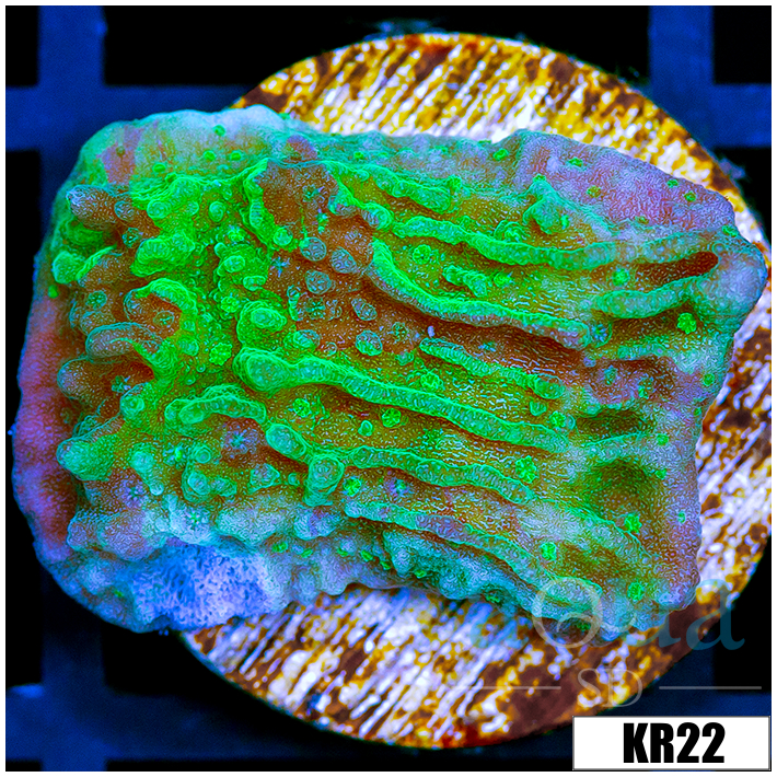 JF Cold Fusion Montipora