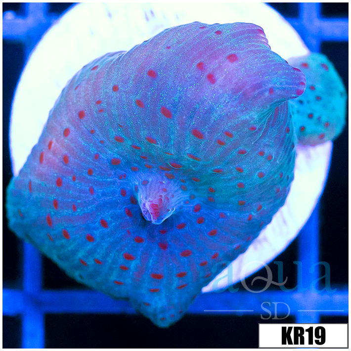 Spotted Discosoma Mushroom