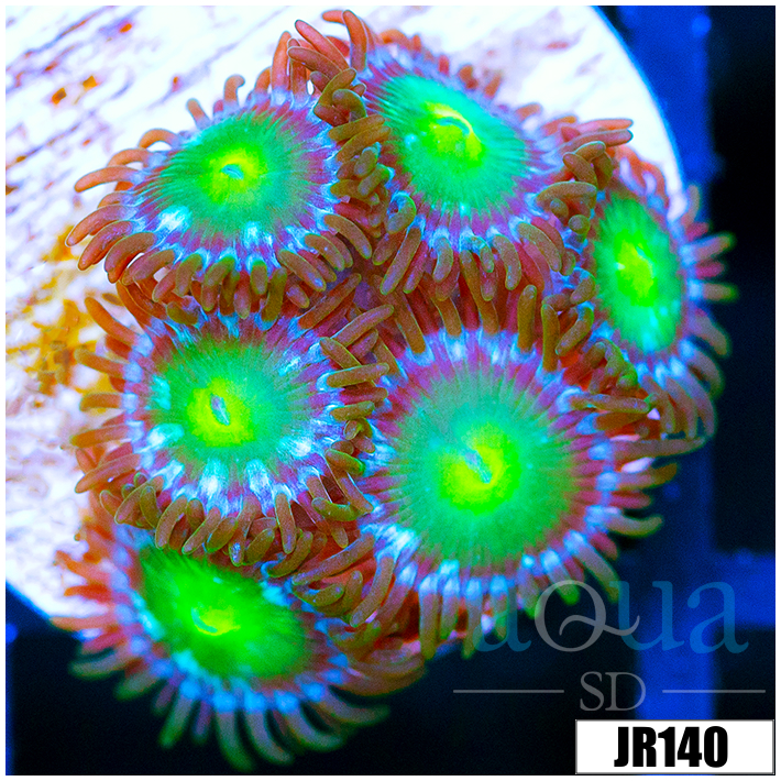 Dragon Eyes Zoanthids
